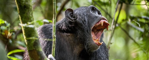 Brutal unprecedented war between Chimpanzees and Gorillas in the wild: fighting for food?